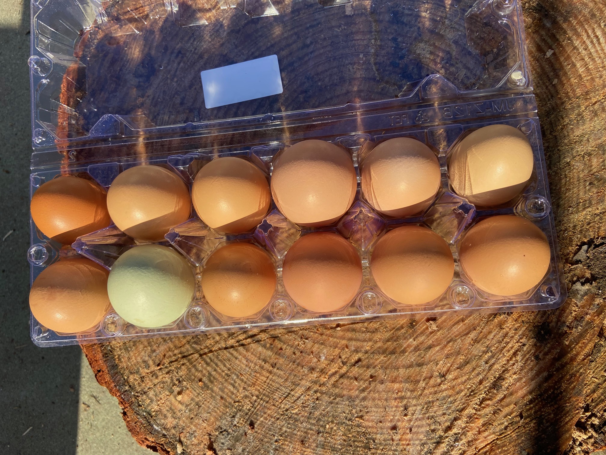 Pasture-Raised Chicken Eggs (1 Dozen)