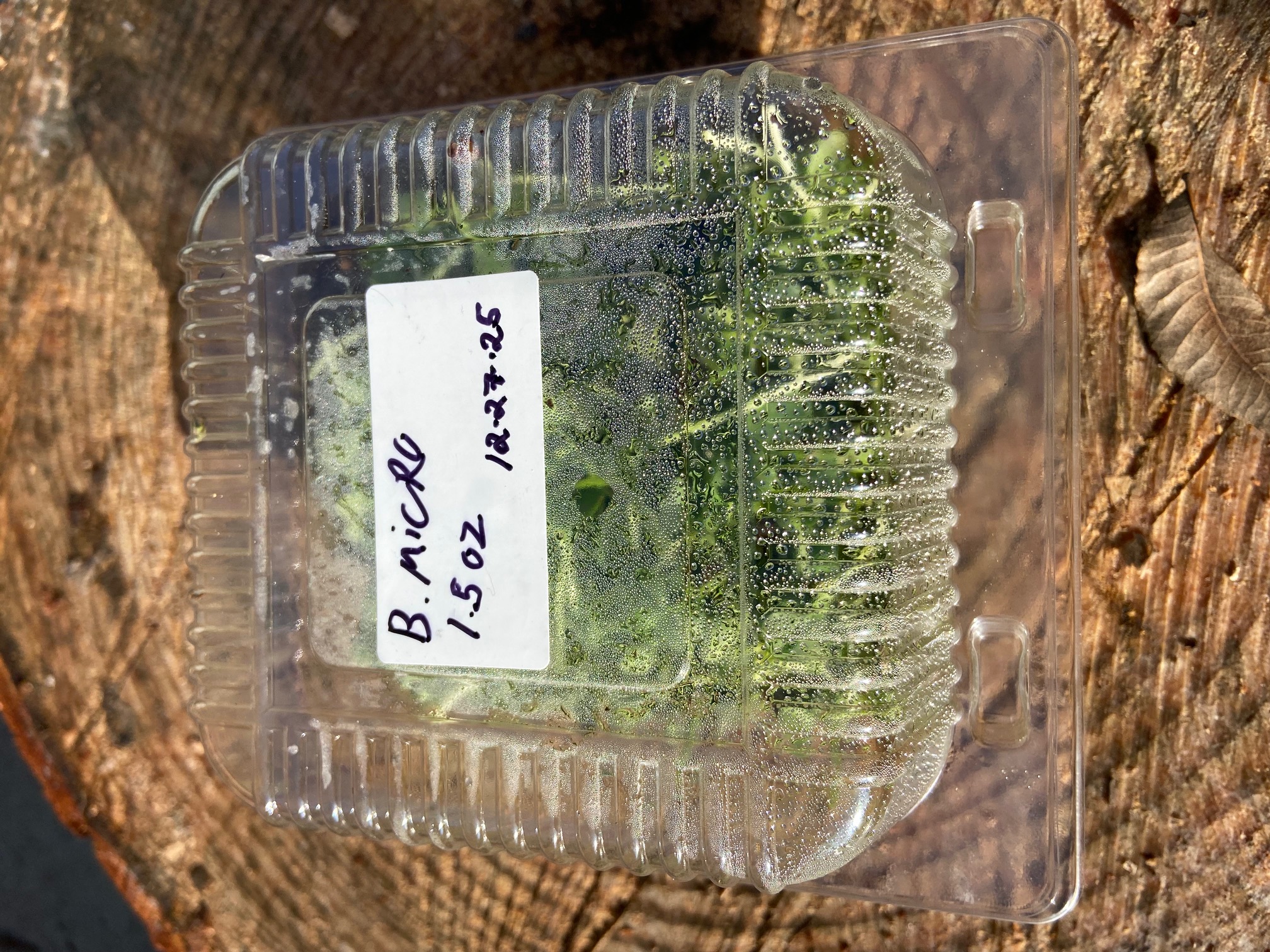 Broccoli Microgreens (1.5 oz)
