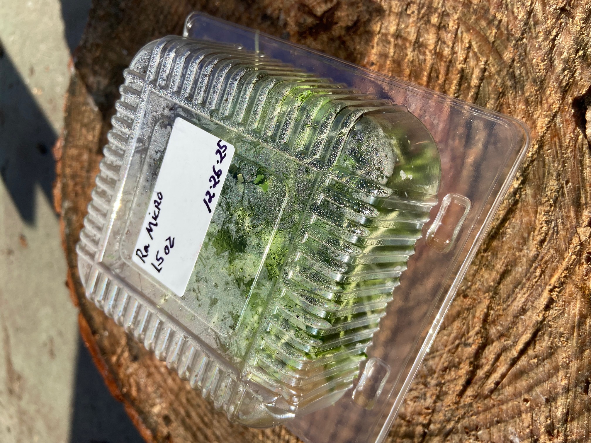 Radish Microgreens (1.5 oz)